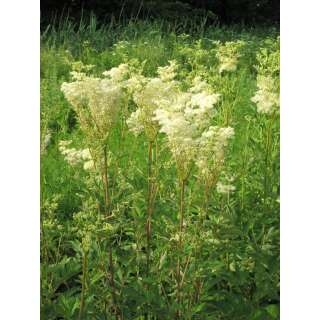 Mädesüss, Grosses - Filipendula ulmaria - BIOSAMEN