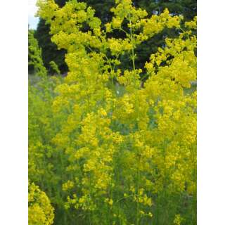 Labkraut, Echtes - Galium verum - BIOSAMEN