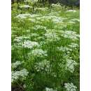 Grosse Bibernelle - Pimpinella major - BIOSAMEN