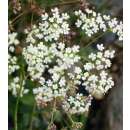 Pimpinelle, Echte - Pimpinella saxifraga - BIOSAMEN