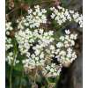 Pimpinelle, Echte - Pimpinella saxifraga - BIOSAMEN