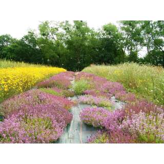 Feld-Thymian - Thymus pulegioides  - Samen