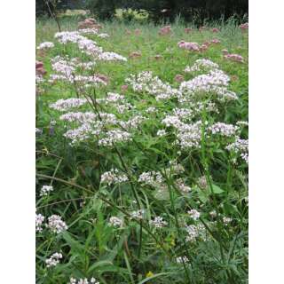 Baldrian - Valeriana officinalis  - Biosamen