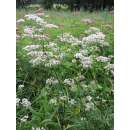 Baldrian - Valeriana officinalis  - Biosamen