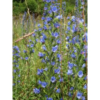 Natternkopf - Echium vulgare - BIOSAMEN