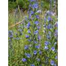 Natternkopf - Echium vulgare - BIOSAMEN