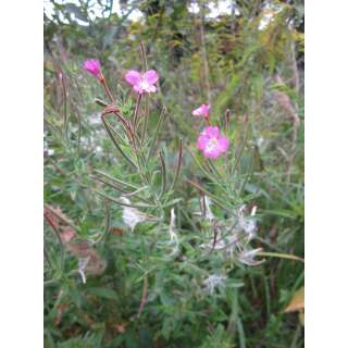 Behaartes Weidenröschen - Epilobium hirsutum - BIOSAMEN