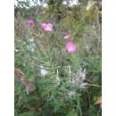 Behaartes Weidenröschen - Epilobium hirsutum - BIOSAMEN