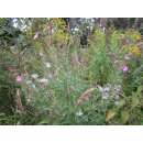 Behaartes Weidenröschen - Epilobium hirsutum - BIOSAMEN