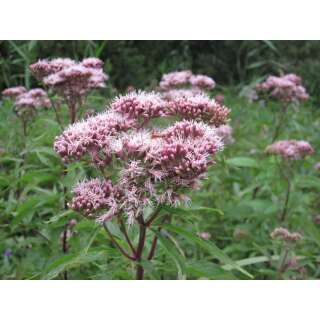 Wasserdost - Eupatorium cannabinum - BIOSAMEN