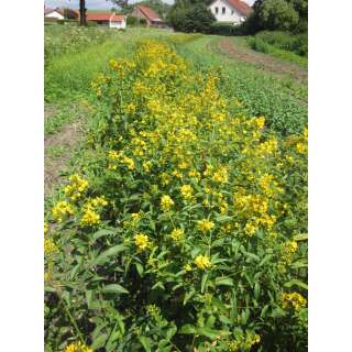 Gewöhnlicher Gilbweiderich - Lysimachia vulgare -...