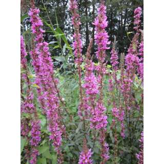 Blutweiderich - Lythrum salicaria - BIOSAMEN