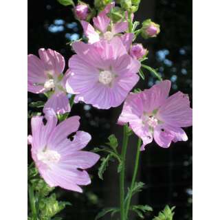 Rosen-Malve, Siegmarswurz - Malva alcea - BIOSAMEN