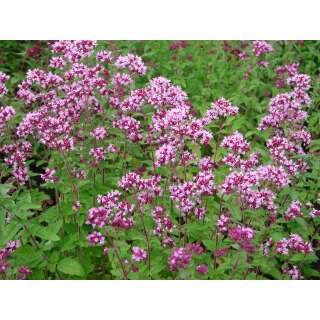 Oregano, wilder Majoran - Origanum vulgare - BIOSAMEN