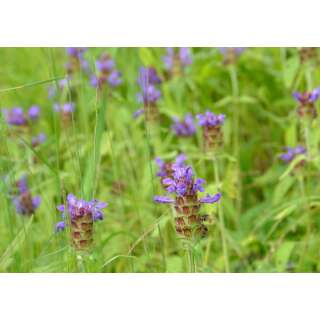 Kleine Braunelle - Prunella vulgaris - BIOSAMEN