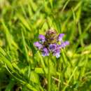 Kleine Braunelle - Prunella vulgaris - BIOSAMEN