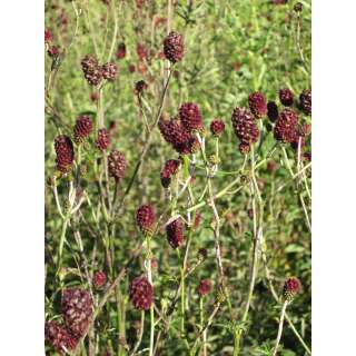 Grosser Wiesenknopf - Sanguisorba officinalis - BIOSAMEN