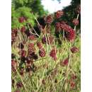 Grosser Wiesenknopf - Sanguisorba officinalis - BIOSAMEN