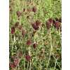 Grosser Wiesenknopf - Sanguisorba officinalis - BIOSAMEN