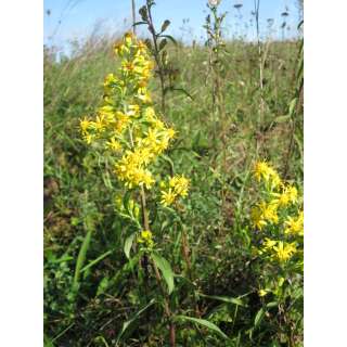 Europäische Goldrute - Solidago virgaurea - Biosamen