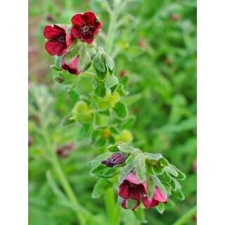 Hundszunge - Cynoglossum officinale - BIOSAMEN