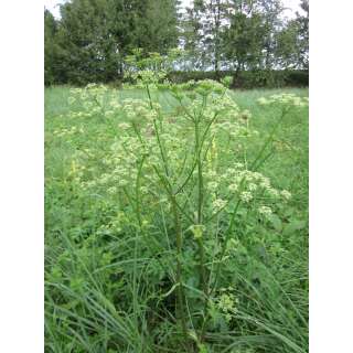 Wiesen-Bärenklau - Heracleum sphondylium - BIOSAMEN