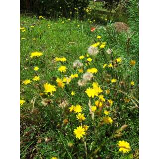 Ferkelkraut - Hypochoeris radicata - BIOSAMEN