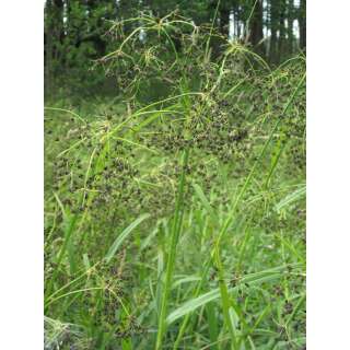 Wald-Simse - Scirpus sylvaticus - BIOSAMEN