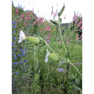 Weisse Lichtnelke - Silene latifolia - BIOSAMEN