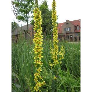 Schwarze Königskerze - Verbascum nigrum - BIOSAMEN