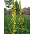 Schwarze Königskerze - Verbascum nigrum - BIOSAMEN