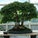 Bonsai, Dreispitz-Ahorn - Acer buergerianum