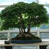 Bonsai, Dreispitz-Ahorn - Acer buergerianum