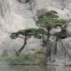 Japanische Rotkiefer - Pinus densiflora - Samen