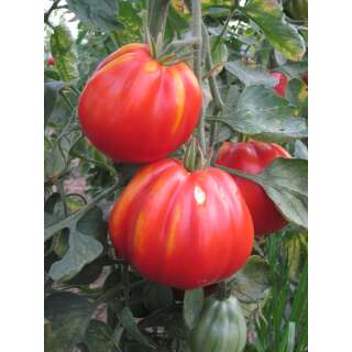 Tomate Stierblut - Solanum lycopersicum - Biosamen