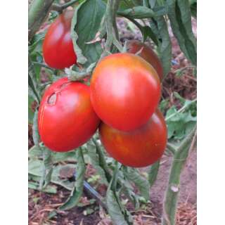Tomate Charbonneuse - Solanum lycopersicum - Biosamen