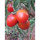 Tomate Charbonneuse - Solanum lycopersicum - Biosamen