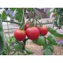 Tomate Bloody Butcher - Solanum lycopersicum - Biosamen