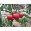 Tomate Bloody Butcher - Solanum lycopersicum - Biosamen
