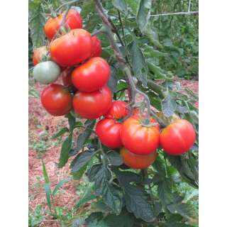 Tomate Rotkäppchen - Solanum lycopersicum - Biosamen