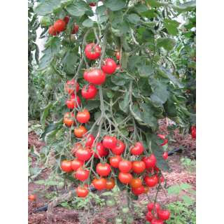Tomate Aurora - Solanum lycopersicum - Biosamen
