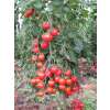 Tomate Aurora - Solanum lycopersicum - Biosamen
