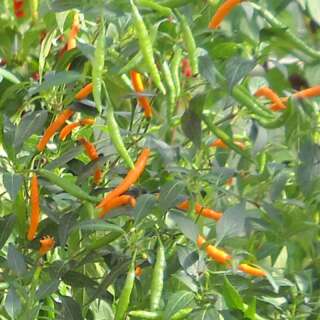 Chili Thai Orange Hot - Capsicum annuum  - Samen