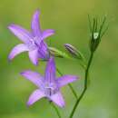 Glockenblume, Rapunzel - Campanula rapunculus - Samen