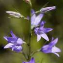 Glockenblume, Rapunzel - Campanula rapunculus - Samen