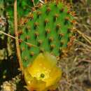 Feigenkaktus - Opuntia ficus-indica - Samen