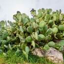 Feigenkaktus - Opuntia ficus-indica - Samen