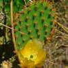 Feigenkaktus - Opuntia ficus-indica - Samen