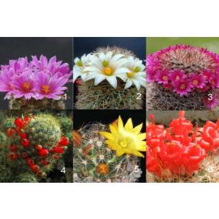 Mammillaria Mischung - Mammillaria Mix - Samen