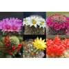 Mammillaria Mischung - Mammillaria Mix - Samen